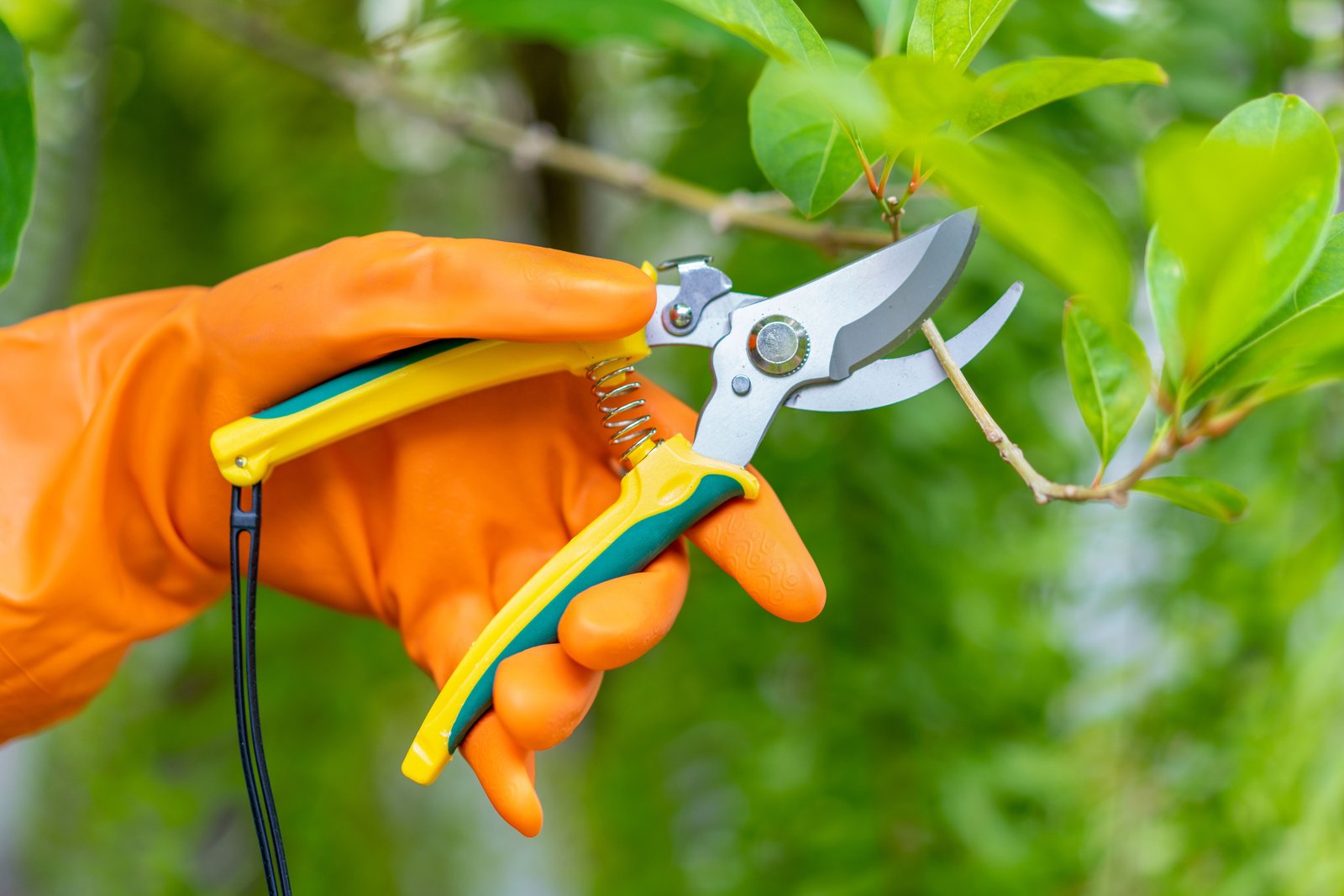Pruning shears